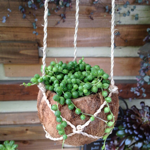 天然ココナッツ鉢☆多肉 グリーンネックレス アートフラワー ☆GLUCK