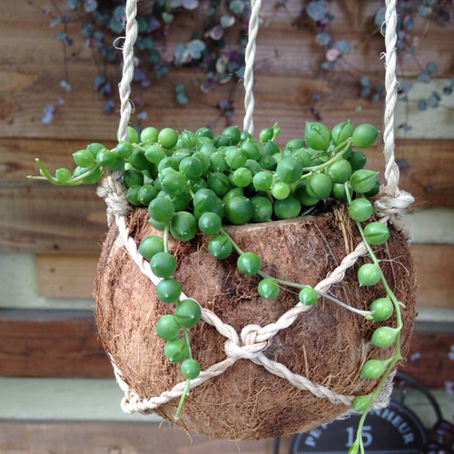 天然ココナッツ鉢☆多肉 グリーンネックレス アートフラワー ☆GLUCK