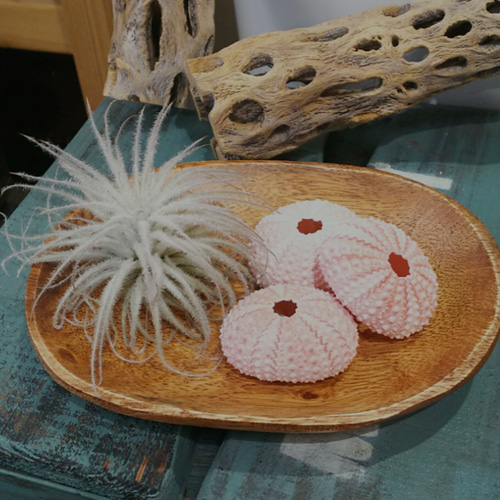 ウニの殻☆シーウーチン☆Sサイズ3個 その他インテリア雑貨