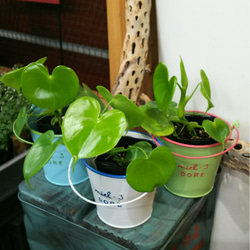 ブリキ鉢付☆ハートの葉っぱ☆ハートフィロデンドロン グラジエラエ☆観葉植物 1枚目の画像