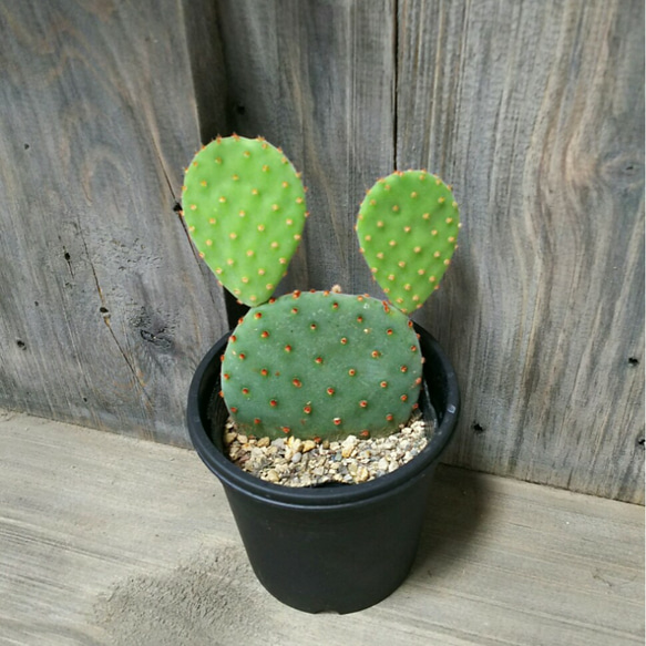 うちわサボテン その他置物 ☆GLUCK☆ 通販 3886510｜Creema