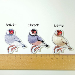 桜文鳥、ゴマシオ頭の子のワッペン 7枚目の画像