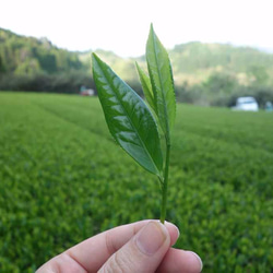 【有機煎茶】50g　雪ふる山のおそぶき茶 　 3枚目の画像