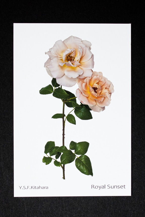バラのポストカード　ロイヤル・サンセット 1枚目の画像