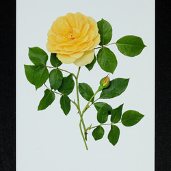 バラのポストカード　グラハム・トーマス 1枚目の画像