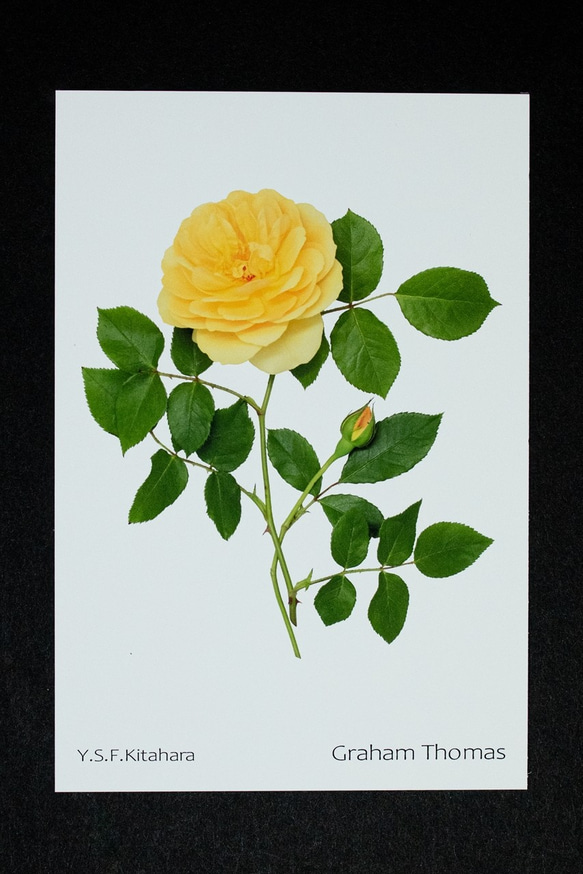 バラのポストカード　グラハム・トーマス 1枚目の画像