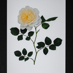 バラのポストカード　クロッカス・ローズ 1枚目の画像