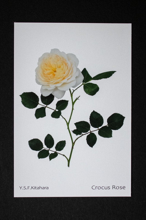 バラのポストカード　クロッカス・ローズ 1枚目の画像