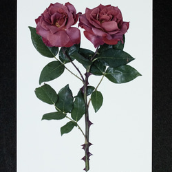 バラのポストカード　ブラック・ティー (ver.2) 1枚目の画像