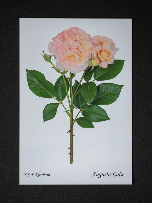 バラのポストカード　アウグスタ・ルイーゼ 1枚目の画像