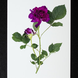 バラのポストカード　ローズ・ド・クミコ 1枚目の画像