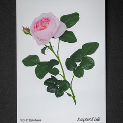 バラのポストカード　セプタード・アイル 1枚目の画像