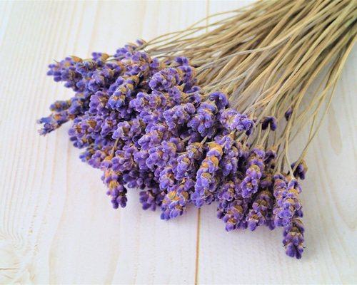 ラベンダーのドライフラワー100本 その他素材 koto 通販