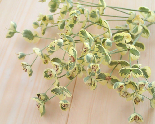 ユーフォルビア ドライフラワー 0_69b6ba910018dc806c19d2580f74