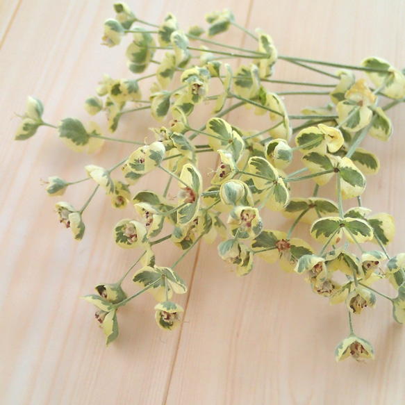 ユーフォルビア ドライフラワー ユーフォルビアのドライフラワー＜小分け7本＞ その他素材 koto 通販