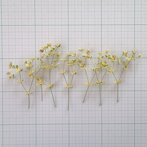 ユーフォルビア ドライフラワー ユーフォルビアのドライフラワー＜小分け7本＞ その他素材 koto 通販