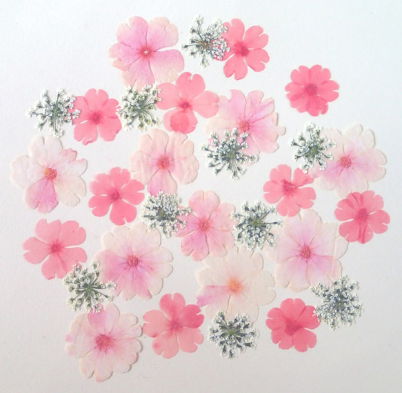 桜色のプリムラ＆レースフラワーの押し花＜計30枚＞ 1枚目の画像