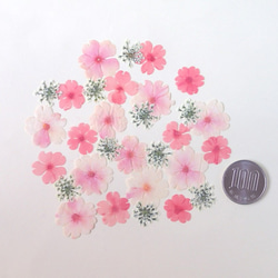 桜色のプリムラ＆レースフラワーの押し花＜計30枚＞ 2枚目の画像