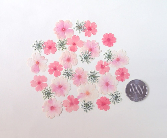 桜色のプリムラ＆レースフラワーの押し花＜計30枚＞ 2枚目の画像