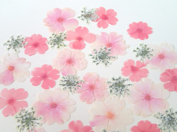 桜色のプリムラ＆レースフラワーの押し花＜計30枚＞ 3枚目の画像