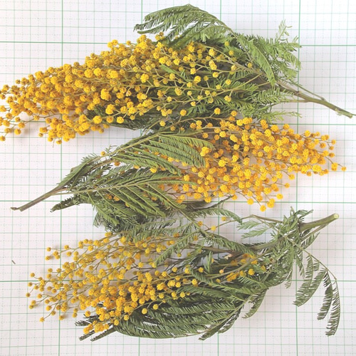 ミモザのドライフラワー・つぼみ3枝 その他素材 koto 通販