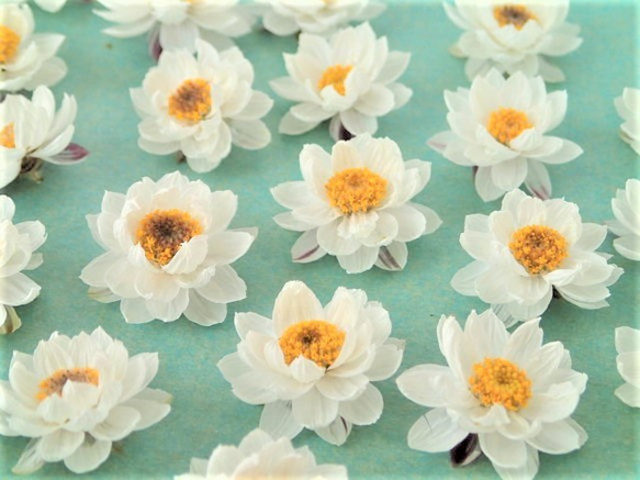 花かんざしのドライフラワーヘッド＜12花＞ 2枚目の画像