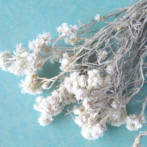 カワラハハコ　ドライフラワー ドライフラワー<カワラハハコ20本> その他素材 koto 通販 7441081