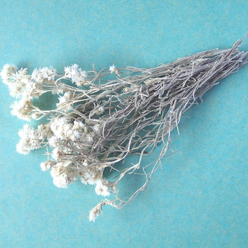 ドライフラワー<カワラハハコ20本> その他素材 koto 通販 7441081