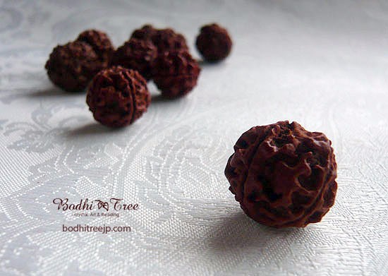 【見本品】ルドラクシャ☆神聖幾何学フラーレン☆菩提樹の実☆シブァの涙　展示品 見本品】ルドラクシャ☆神聖幾何学フラーレン☆菩提樹の実