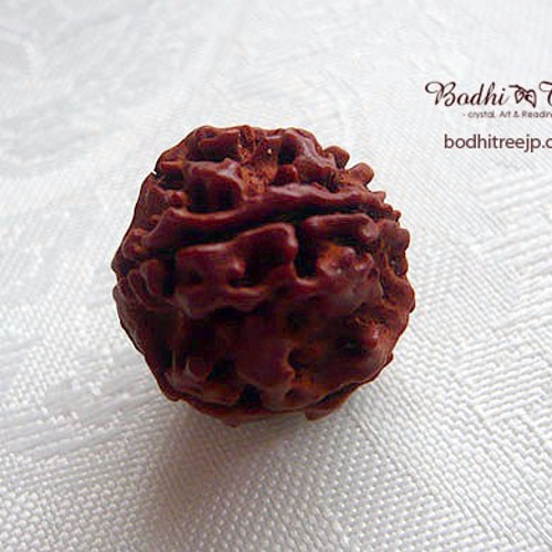 ルドラクシャ（菩提樹の実）18mm粒売り ビーズ BodhiTreeルース