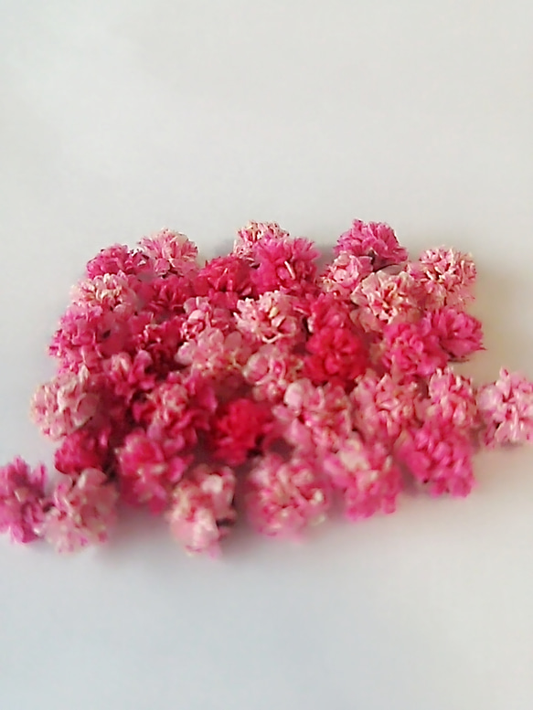 春色ピンク～かすみ草 2枚目の画像