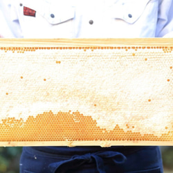 さくらのはちみつ採れました◎国産天然非加熱はちみつ【春の花～さくら～】150g 4枚目の画像