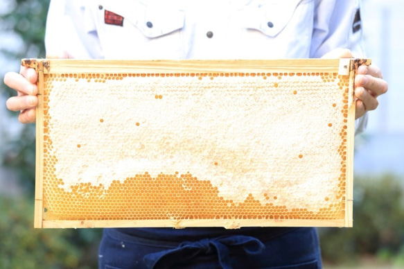 さくらのはちみつ採れました◎国産天然非加熱はちみつ【春の花～さくら～】150g 4枚目の画像