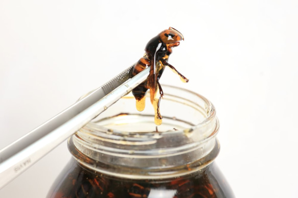 【大人気商品】すずめ蜂蜂蜜漬け　150g 2枚目の画像
