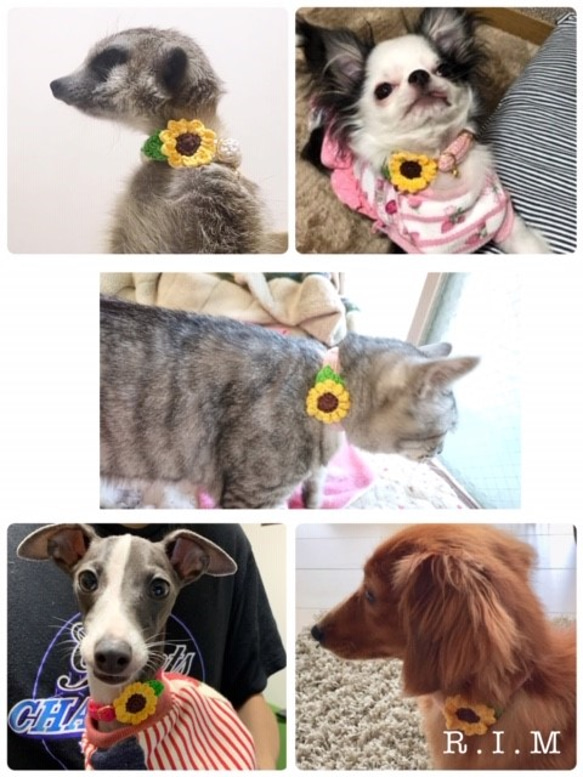 ☆新色追加☆　ひまわり　5色　コットン首輪　★小型犬＆猫の首輪★ 6枚目の画像