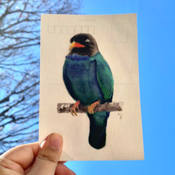 鳥たちのポストカードセット 2枚目の画像