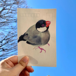 鳥たちのポストカードセット 3枚目の画像