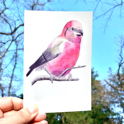 鳥たちのポストカードセット 5枚目の画像