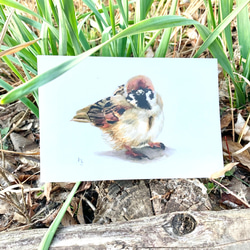 鳥たちのポストカードセット 6枚目の画像