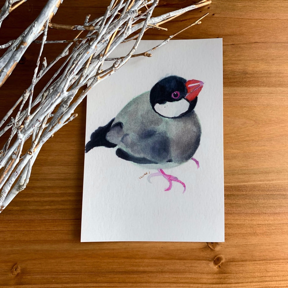 文鳥のポストカード（3枚入り） 2枚目の画像