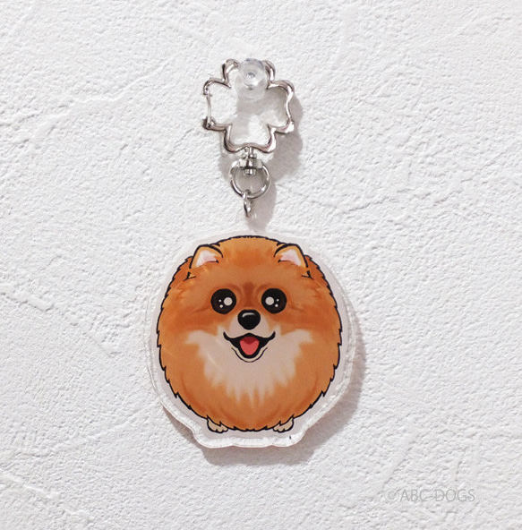 乞討Wanko Charm Pomeranian Orange 第1張的照片