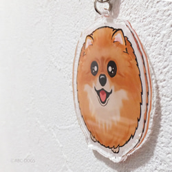 乞討Wanko Charm Pomeranian Orange 第2張的照片