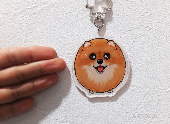 乞討Wanko Charm Pomeranian Orange 第3張的照片