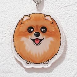 乞討Wanko Charm Pomeranian Orange 第4張的照片