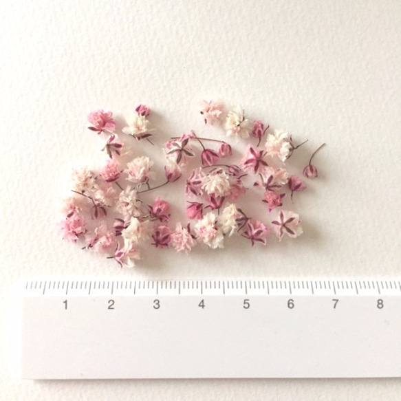 ☆人気＊桜色かすみ草☆ 3枚目の画像