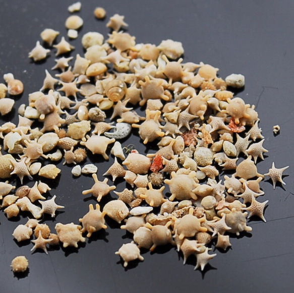 ☆星の砂＊沖縄産＊10g☆ その他素材 かすみ草@3000円以上オマケ&送料