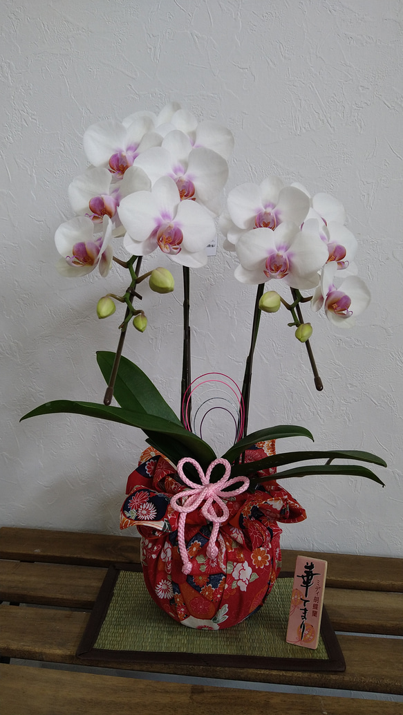 ファレノプシス ミディ 胡蝶蘭 ピンクと白の鉢花 マイフラ】 通販