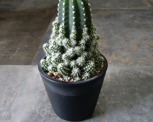 サボテン☆エキノプシス eyriesii 短毛丸 多肉植物 Lotti 通販 サボテン☆エキノプシス eyriesii 短毛丸 多肉植物 Lotti 通販
