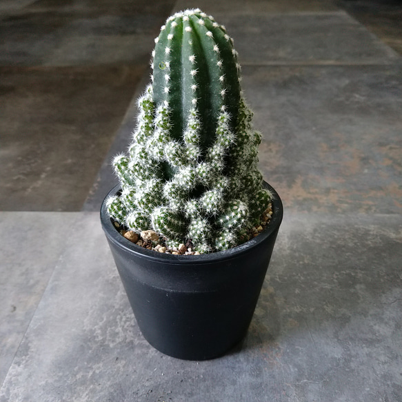 サボテン☆エキノプシス eyriesii 短毛丸 多肉植物 Lotti 通販