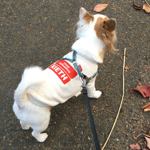 犬服　ハンドメイド　☆トレーナー 楽天市場】マンダリンブラザーズ 犬 スウェット トレーナー